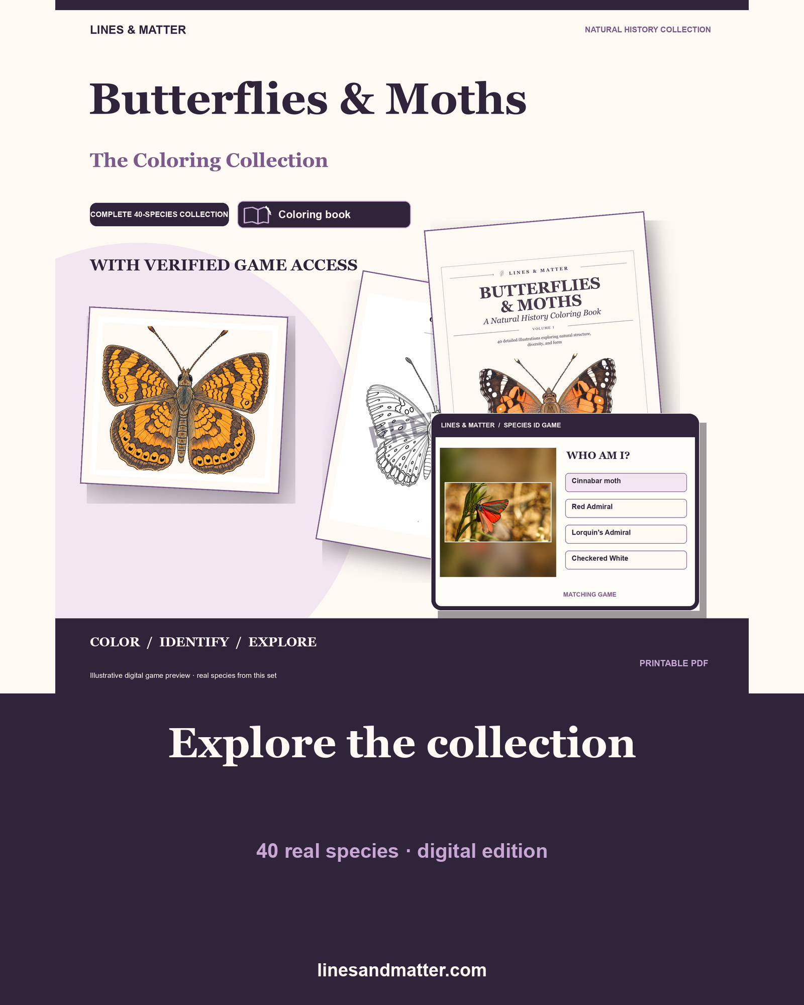 Butterflies & Moths coloring preview 1