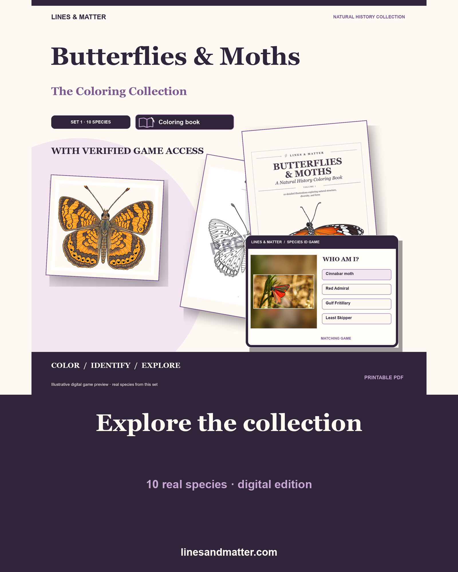 Butterflies & Moths coloring preview 1