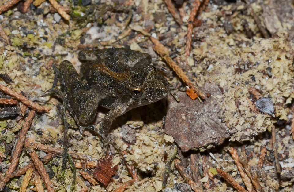 Reference photograph of Blanchard's Cricket Frog