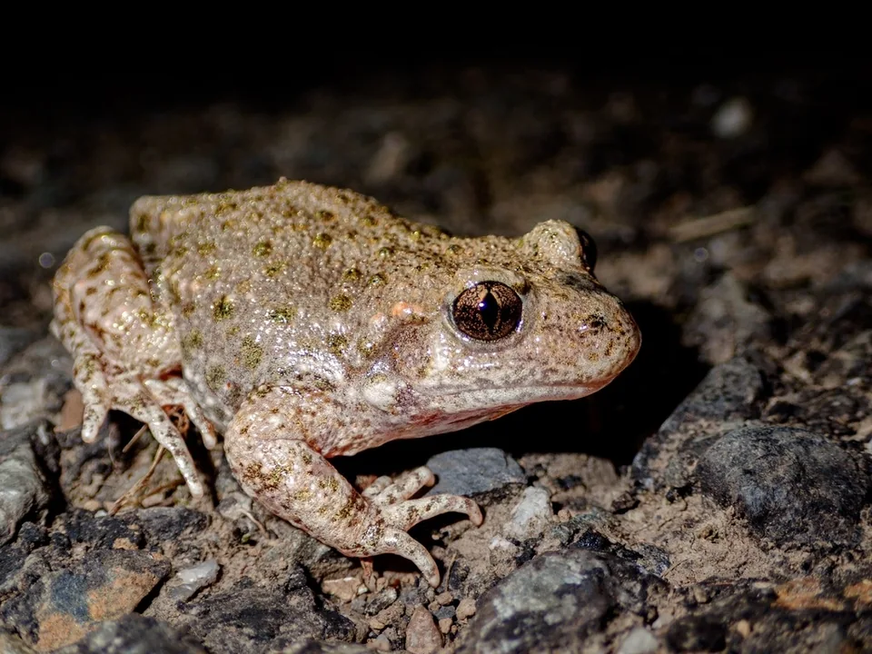 Reference photograph of Common Midwife Toad