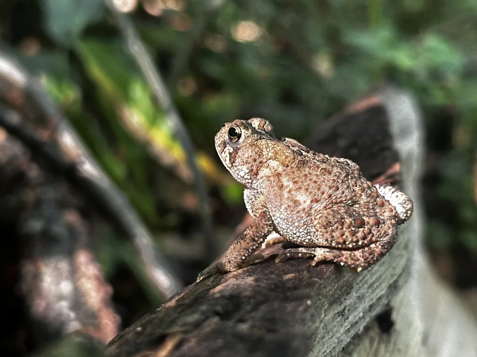 Reference photograph of American Toad