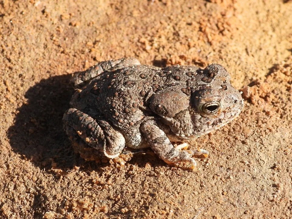 Reference photograph of Fowler's Toad