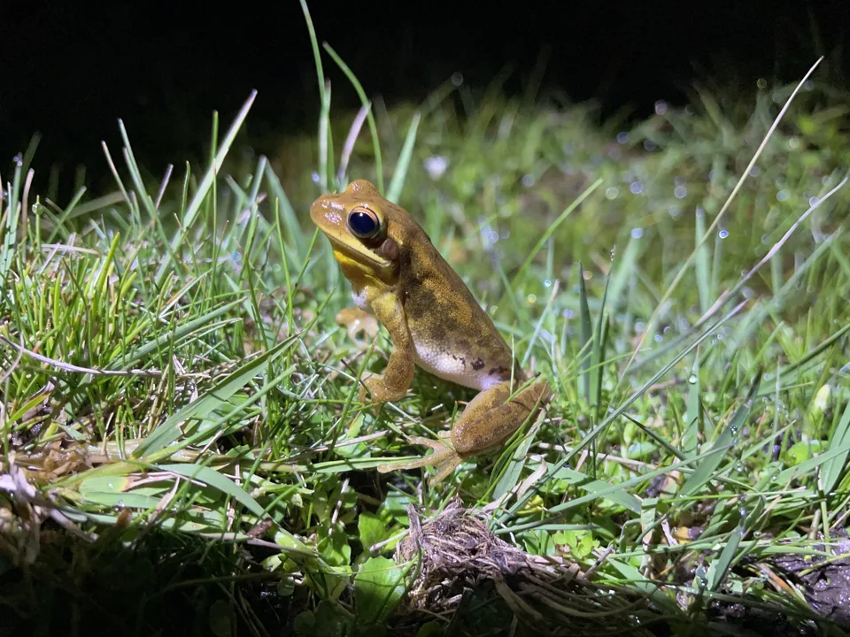 Reference photograph of Montevideo Tree Frog