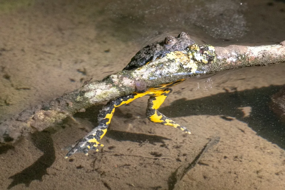 Reference photograph of Yellow-bellied Toad