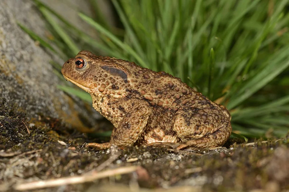 Reference photograph of European Toad