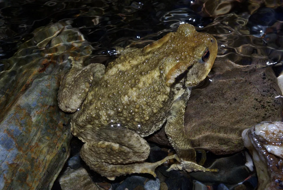 Reference photograph of Spiny Toad