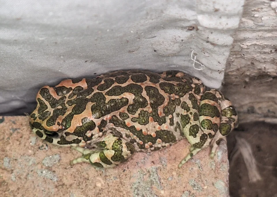 Reference photograph of Green Toad