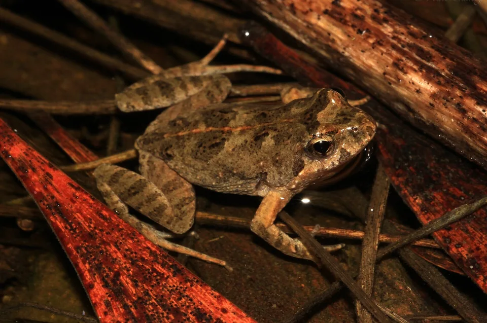 Reference photograph of Common Eastern Froglet