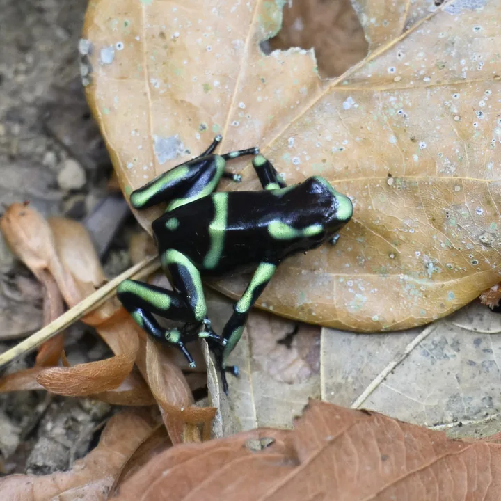 Reference photograph of Green-and-black Poison Dart Frog