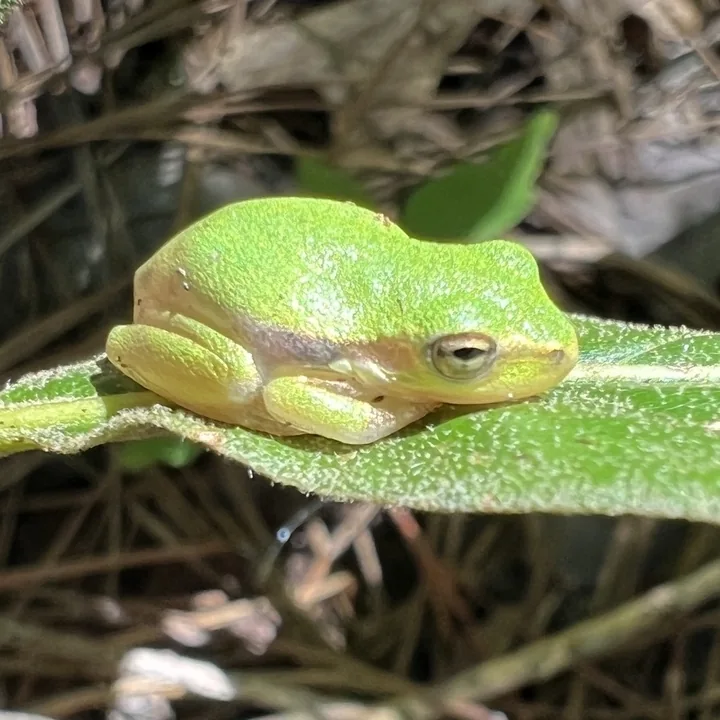 Reference photograph of Squirrel Tree Frog