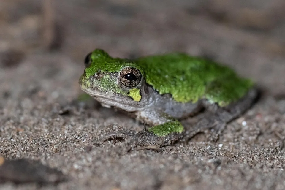 Reference photograph of Gray Treefrog