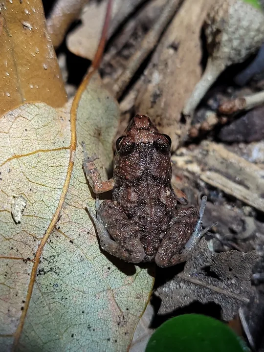 Reference photograph of Greenhouse Frog