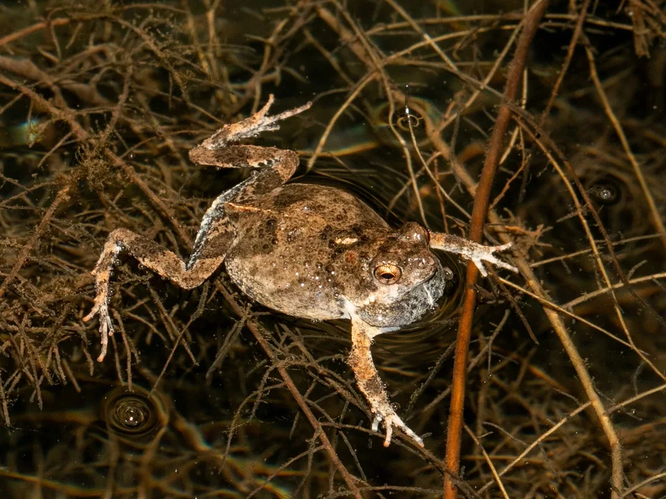 Reference photograph of Túngara Frog