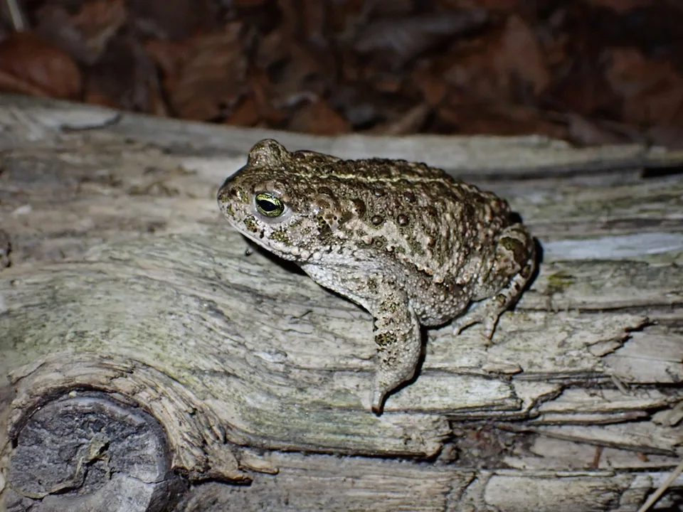 Reference photograph of Natterjack Toad
