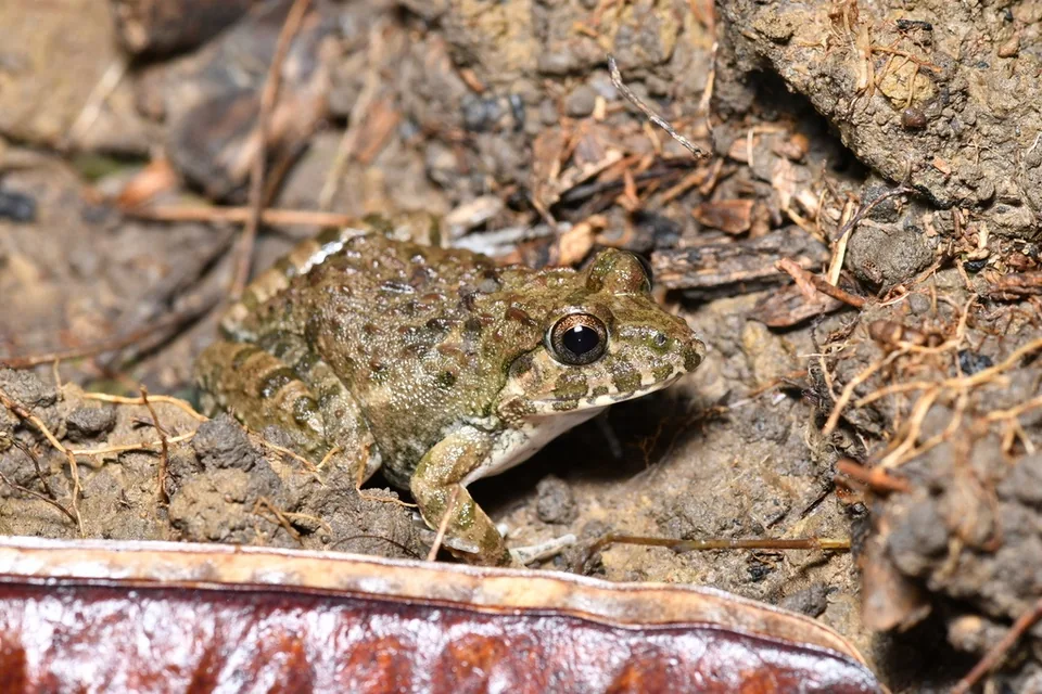 Reference photograph of Paddy Field Frog