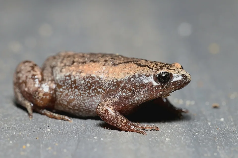 Reference photograph of Eastern Narrow-mouthed Toad