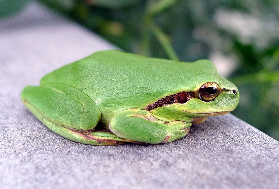 Reference photograph of Mediterranean Tree Frog