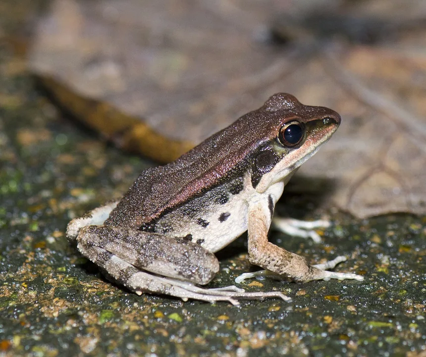 Reference photograph of LaTouche's Frog