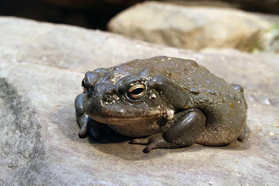 Reference photograph of Sonoran Desert Toad