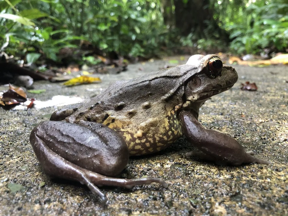Reference photograph of Savage's Thin-toed Frog