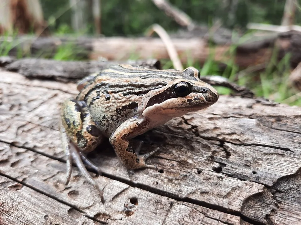 Reference photograph of Striped Marsh Frog