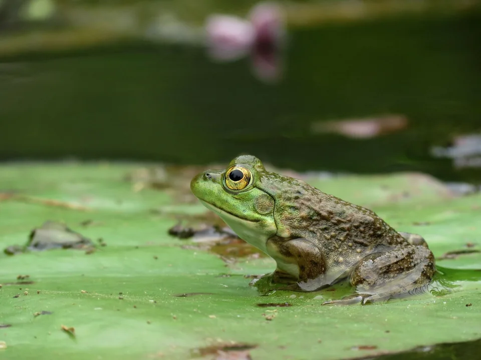 Reference photograph of American Bullfrog