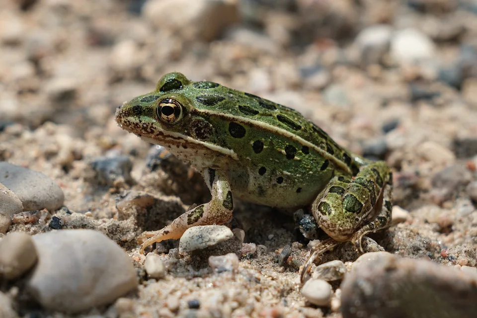 Reference photograph of Northern Leopard Frog