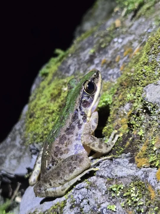 Reference photograph of Swinhoe's frog