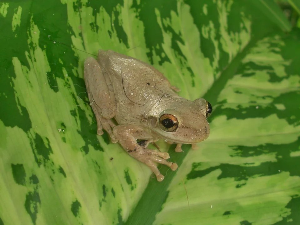 Reference photograph of Cuban Tree Frog