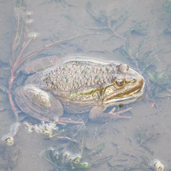 Reference photograph of Marsh Frog