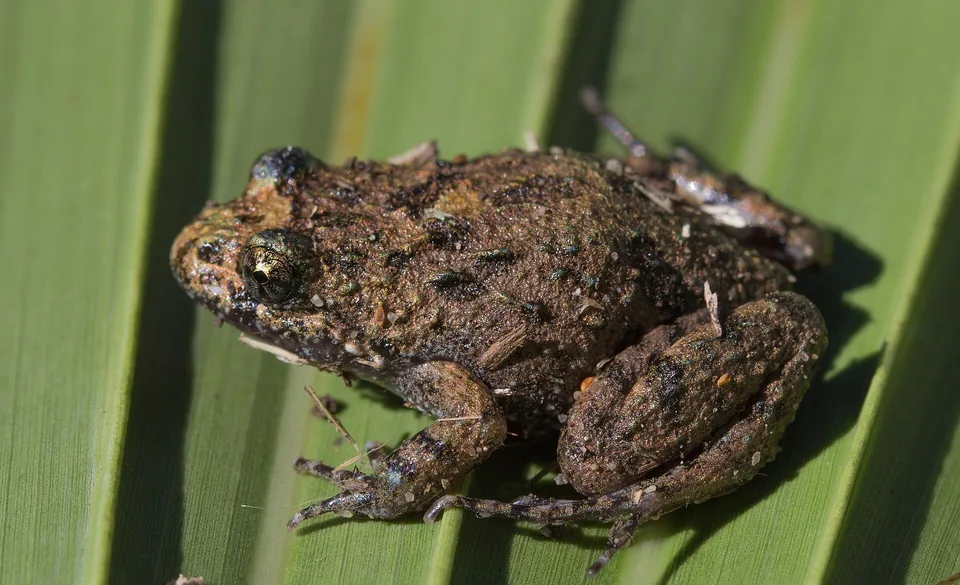 Reference photograph of Ornate Burrowing Frog