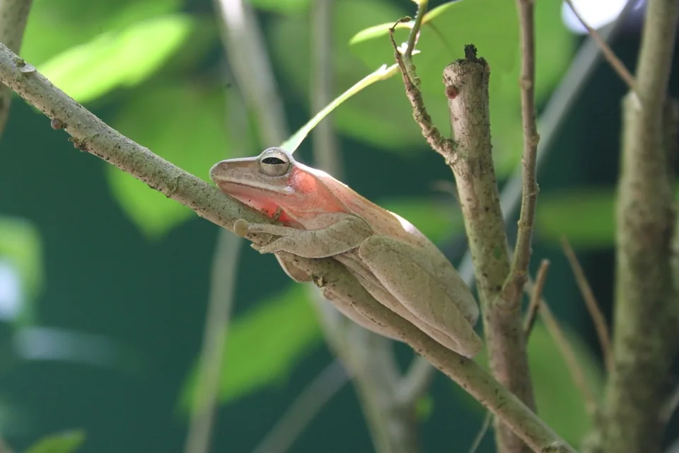 Reference photograph of Common Southeast Asian Tree Frog