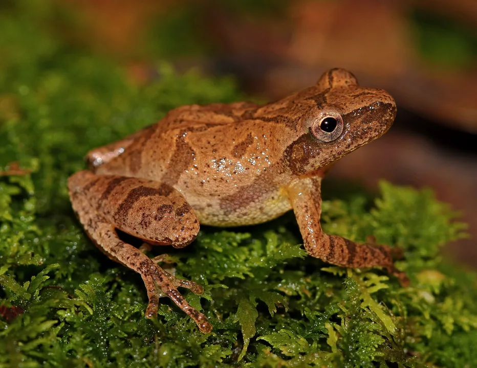 Reference photograph of Spring Peeper