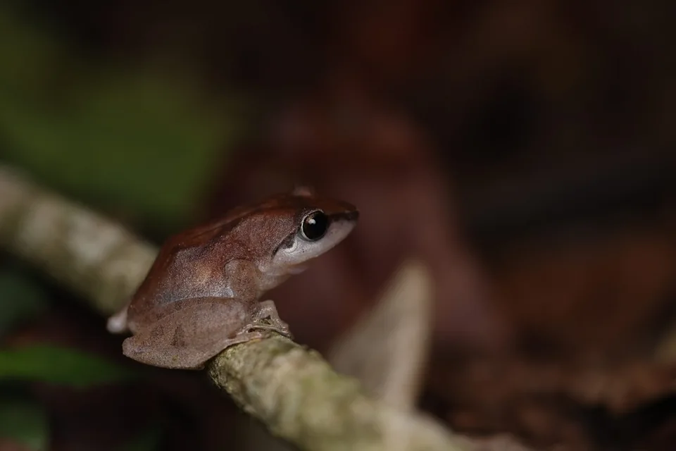 Reference photograph of Waynad bush frog