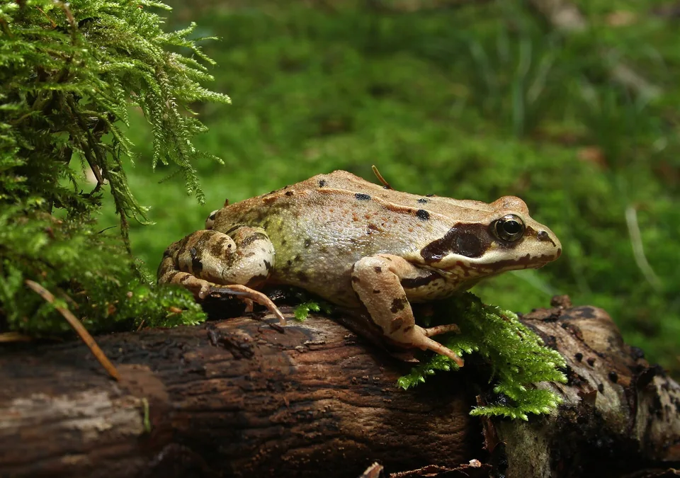 Reference photograph of European Common Frog