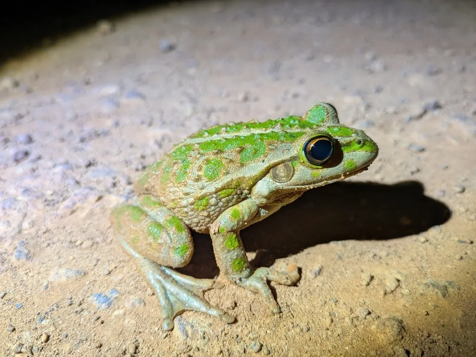 Reference photograph of Motorbike Frog