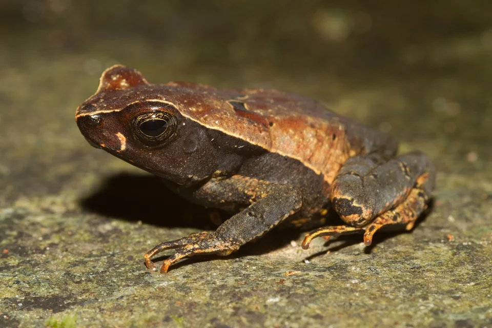Reference photograph of Leaf Litter Toad