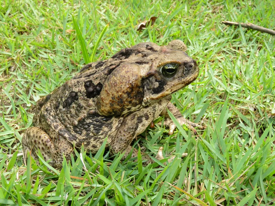 Reference photograph of Cane Toad