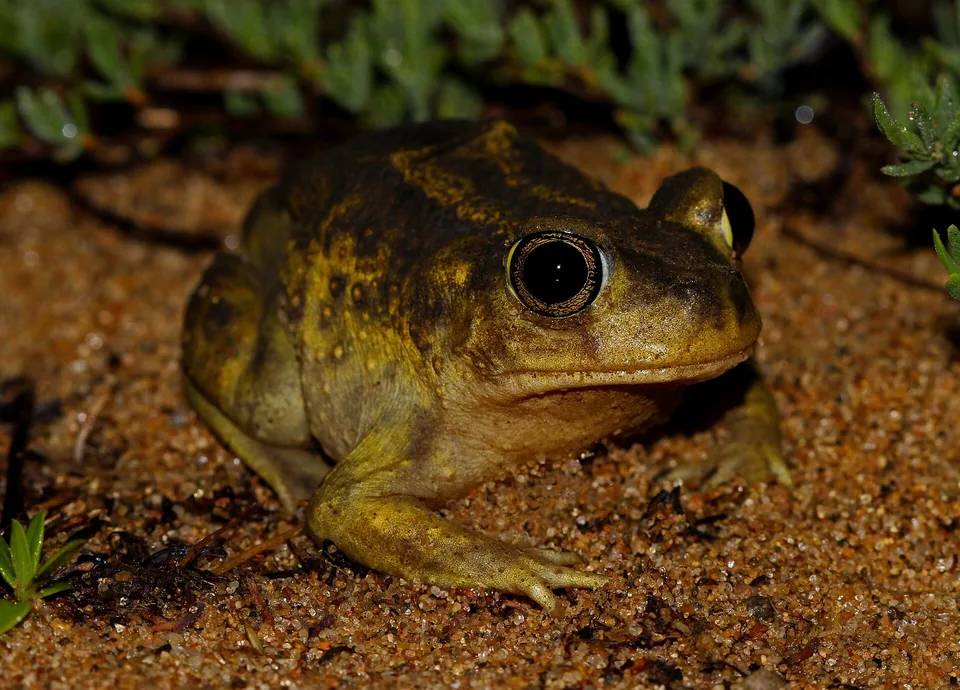 Reference photograph of Eastern Spadefoot