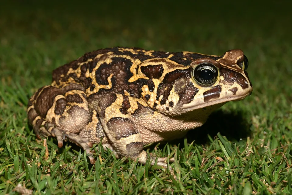 Reference photograph of Western Leopard Toad