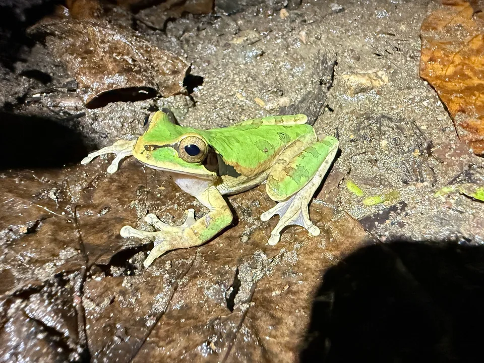 Reference photograph of Masked Tree Frog
