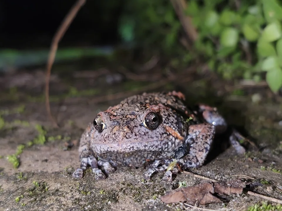 Reference photograph of Painted Globular Frog