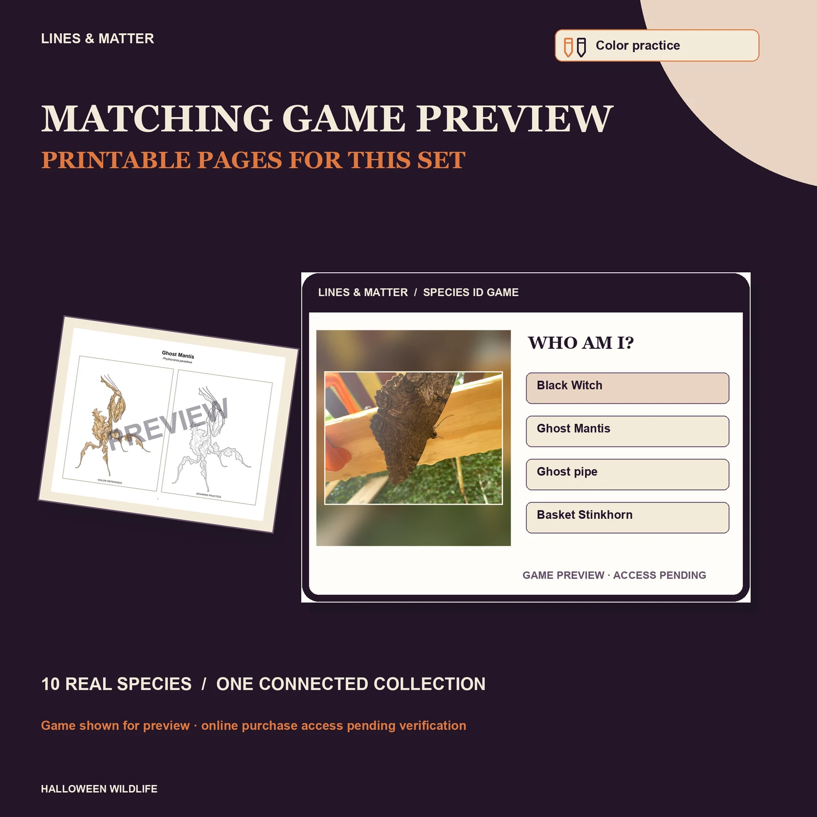 Halloween Wildlife Color practice — Set 2 — printable pages and online game preview