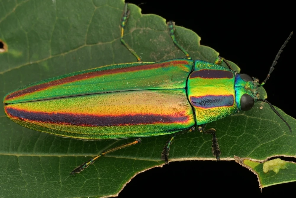Japanese Jewel Beetle reference photograph