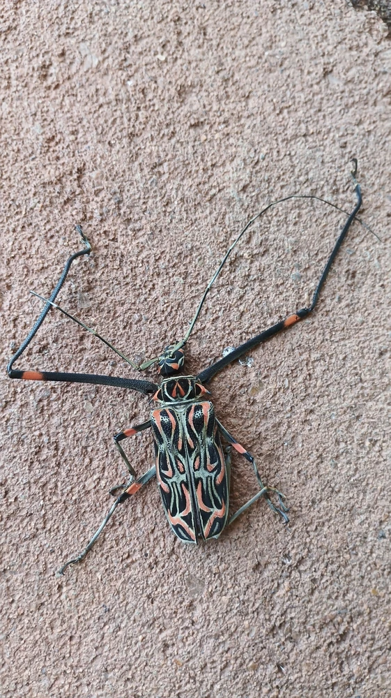 Harlequin Beetle reference photograph