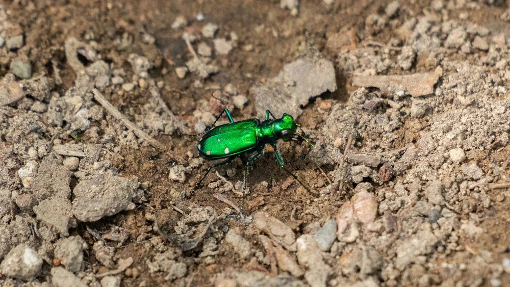 Six-spotted Tiger Beetle reference photograph