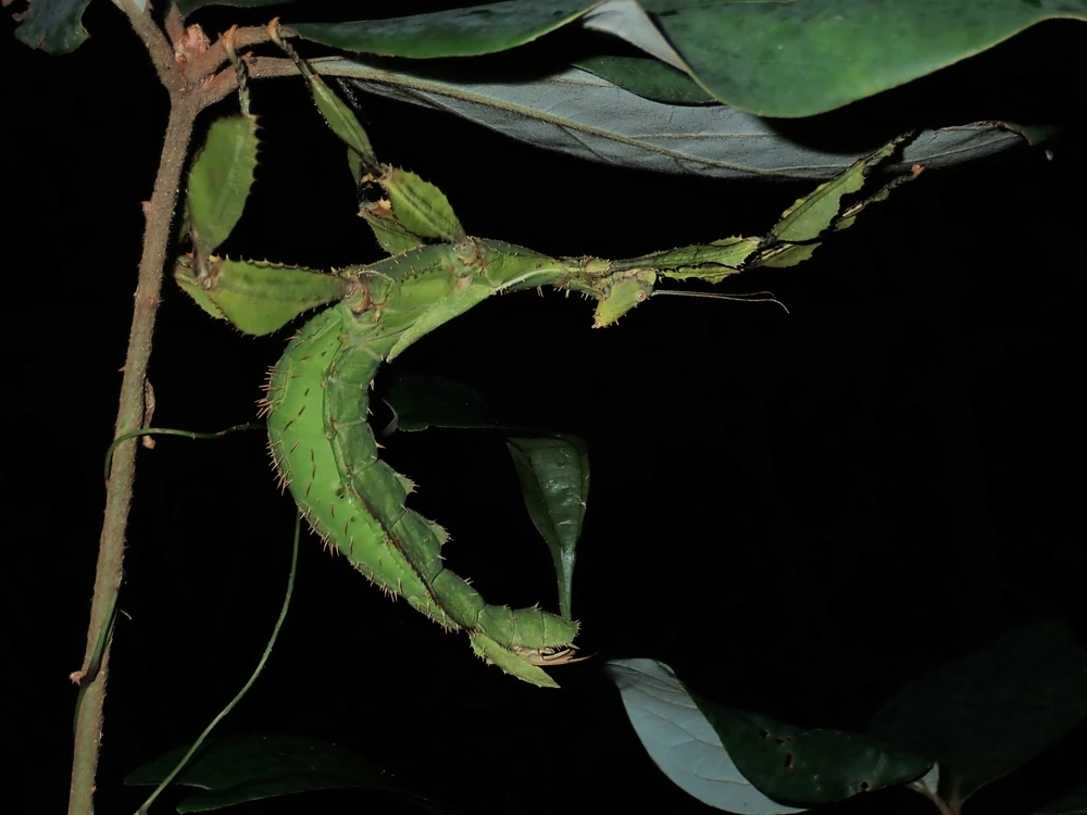 Giant Prickly Stick Insect reference photograph
