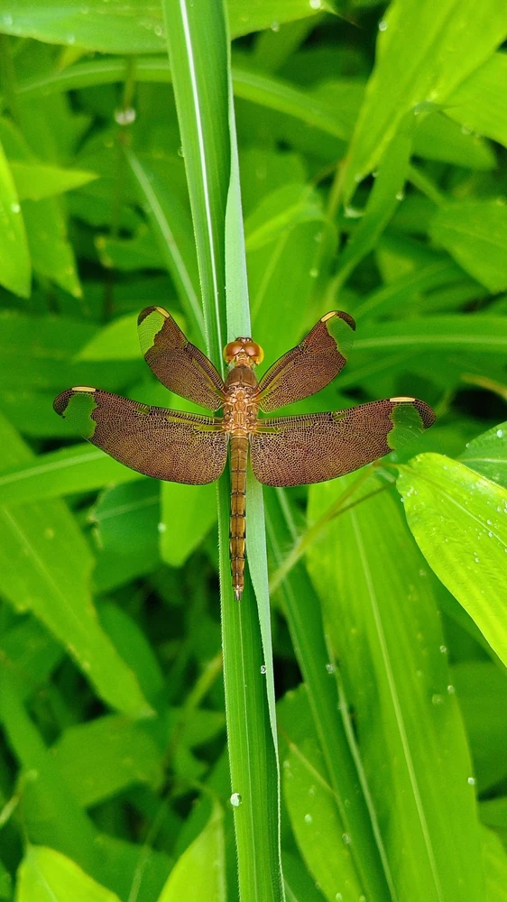 Fulvous Forest Skimmer reference photograph