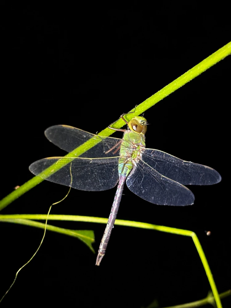 Common Green Darner reference photograph