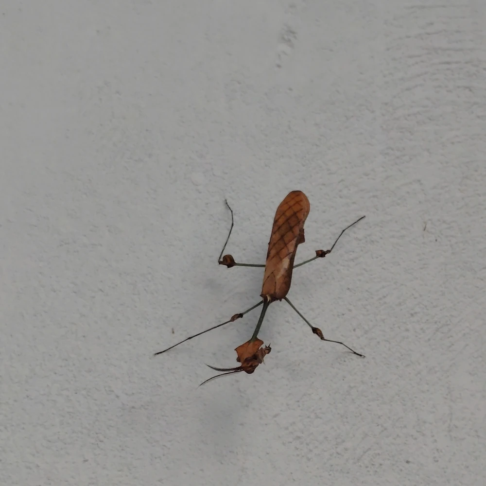Wandering Violin Mantis reference photograph